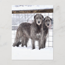 Postal Lobos irlandeses en la nieve