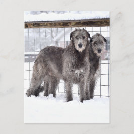 Postal Lobos irlandeses en la nieve