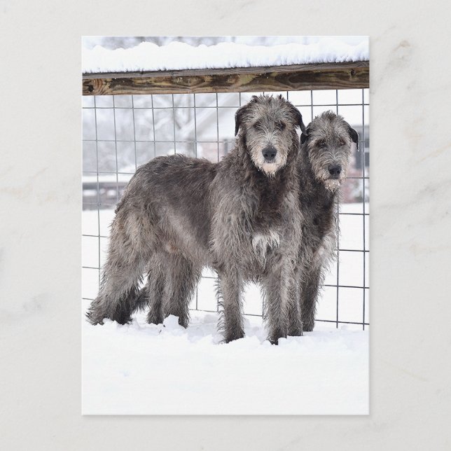 Postal Lobos irlandeses en la nieve (Anverso)