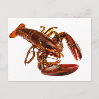 Postal Lobster