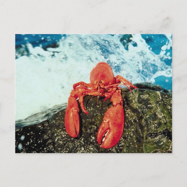 Postal Lobster (Anverso)