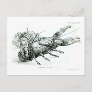 Postal Lobster