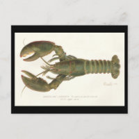 Lobster americano - Sherman Denton Fish Lithograph