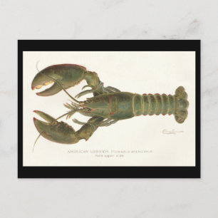 Postal Lobster americano - Sherman Denton Fish Lithograph