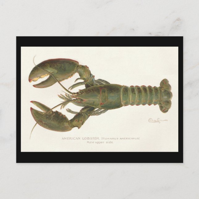 Postal Lobster americano - Sherman Denton Fish Lithograph (Anverso)