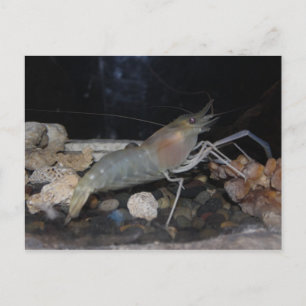 Postal Lobster espinoso