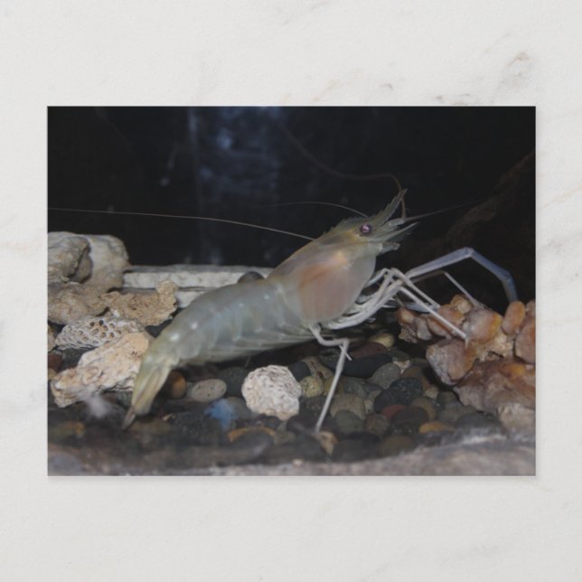 Postal Lobster espinoso (Anverso)