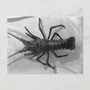 Postal Lobster Fotografía en blanco y negro