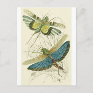 Postal Locusta Cristata (inferior), Locusta flava (superi
