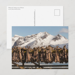 Postal Lofoten Stockfish