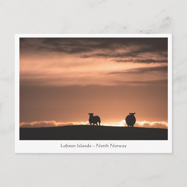 Postal Lofoten Sunset Sheep (Anverso)