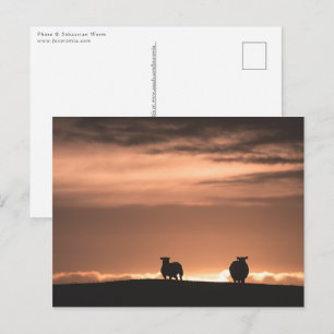 Postal Lofoten Sunset Sheep