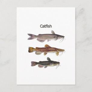 Postal Logo de Catfish