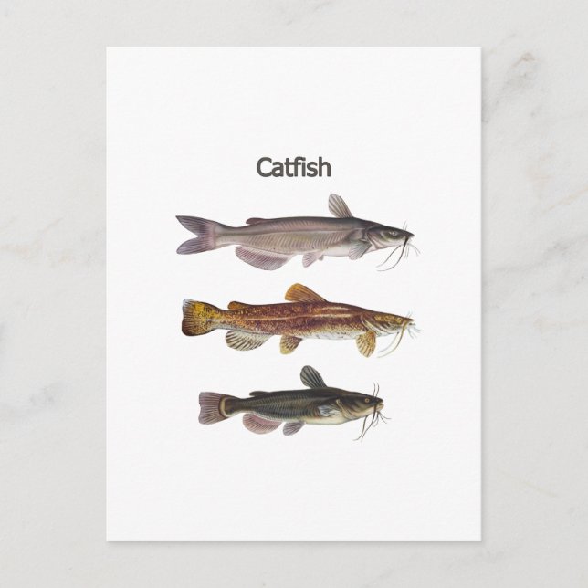 Postal Logo de Catfish (Anverso)