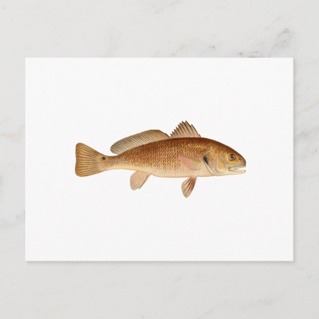 Postal Logo de Channel Bass (Anverso)