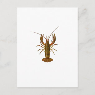 Postal Logo de Crawfish