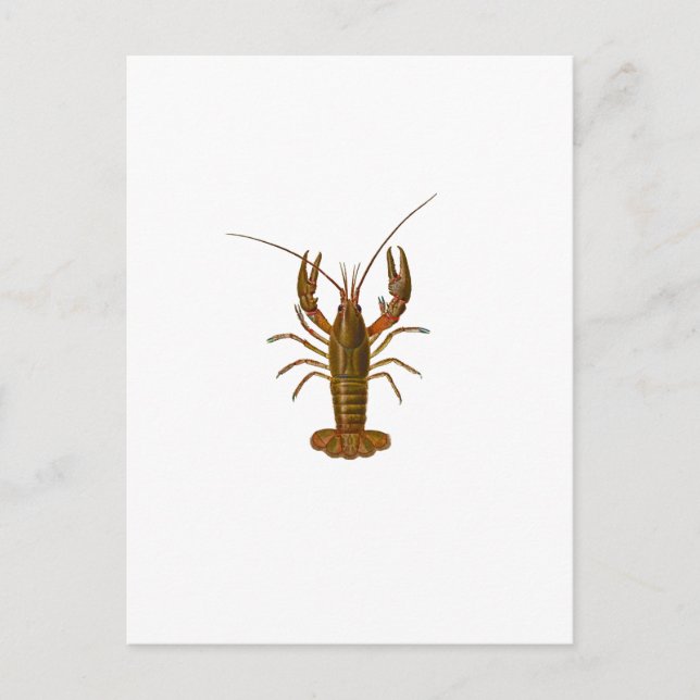 Postal Logo de Crawfish (Anverso)