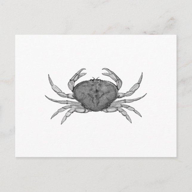 Postal Logo de Dungeness Crab (arte de la línea) (Anverso)