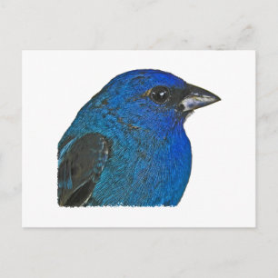 Postal Logo de indigo Bunting