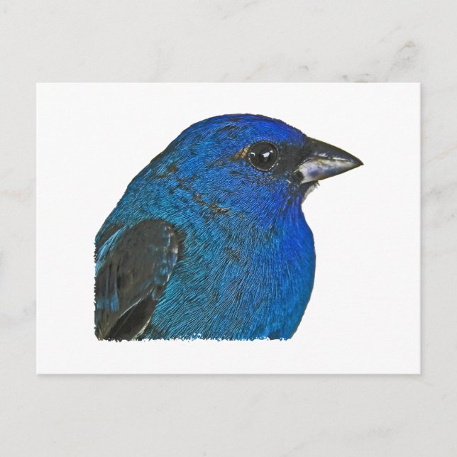 Postal Logo de indigo Bunting (Anverso)