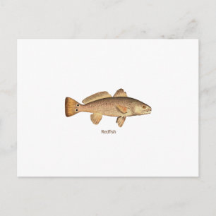 Postal Logo de Redfish