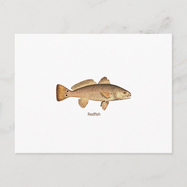 Postal Logo de Redfish (Anverso)