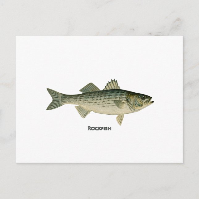 Postal Logo de Rockfish (Anverso)