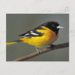 Postal Logotipo Baltimore Oriole (paleta)