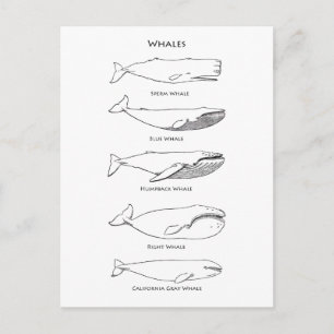 Postal Logotipo de ballenas