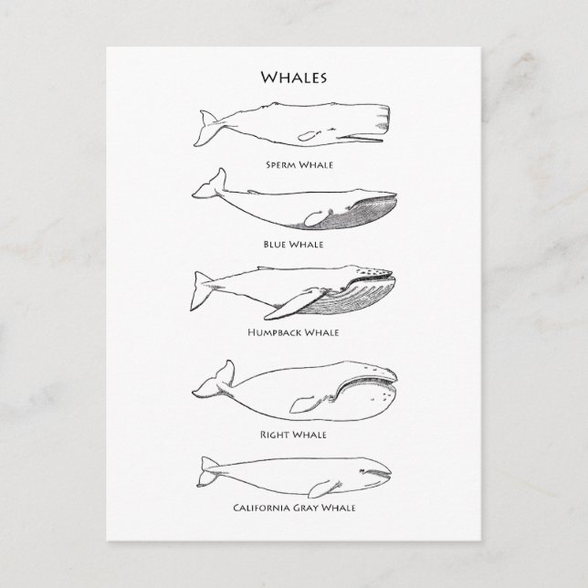 Postal Logotipo de ballenas (Anverso)