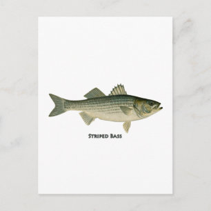 Postal Logotipo de pan rayado