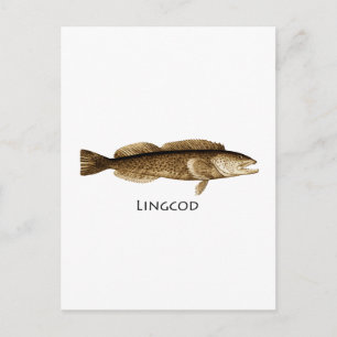 Postal Logotipo Lingcod