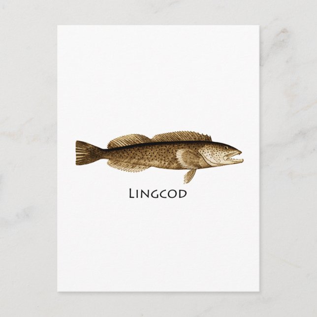 Postal Logotipo Lingcod (Anverso)