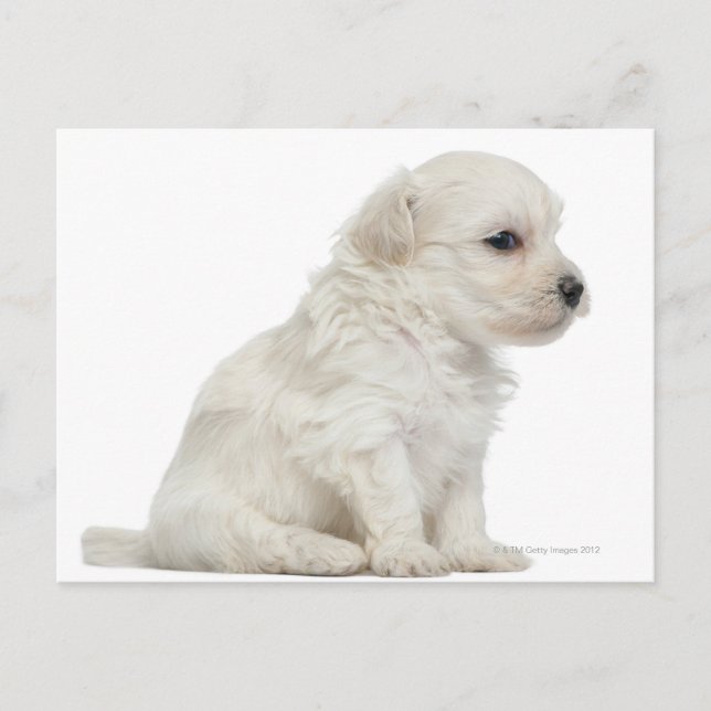 Postal Lon Petit chie o cachorro de perro de león pequeño (Anverso)