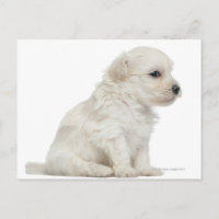 Lon Petit chie o cachorro de perro de león pequeño