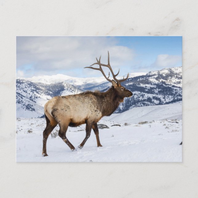 Postal Lone Bull Elk | Parque nacional Yellowstone (Anverso)