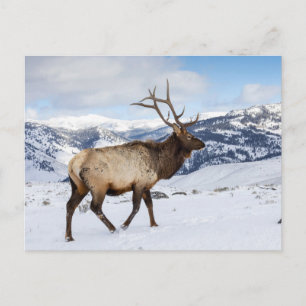 Postal Lone Bull Elk   Parque nacional Yellowstone
