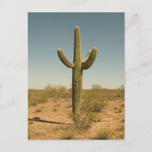 Postal Lone Cactus (Anverso)