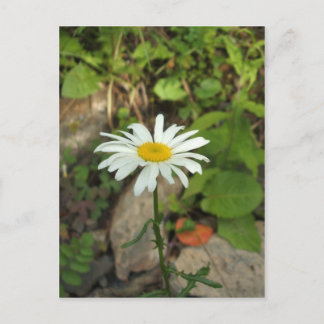 Postal Lone Daisy