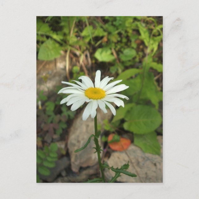 Postal Lone Daisy (Anverso)