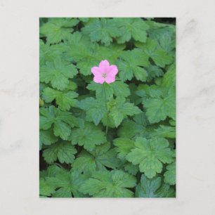Postal Lone Geranium