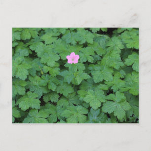 Postal Lone Geranium