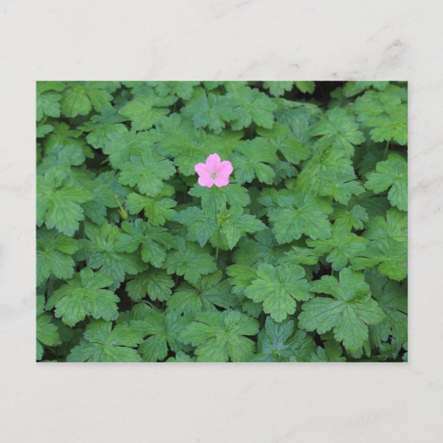 Postal Lone Geranium (Anverso)
