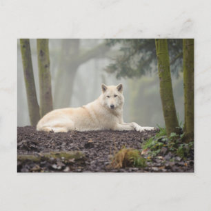 Postal Lone Wolf