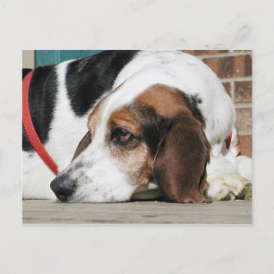 Postal Lonely Basset Hound