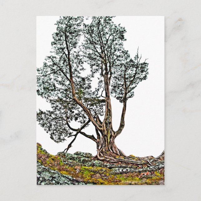 Postal Lonely Cypress (Anverso)