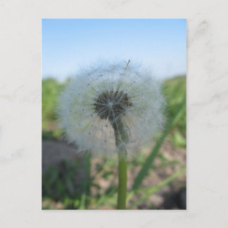 Postal Lonely Dandelion, Send Ugly Postcards Collection