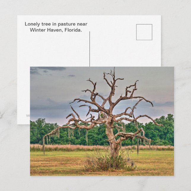 Postal Lonely tree Winter Haven, Florida (Anverso / Reverso)