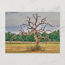 Postal Lonely tree Winter Haven, Florida