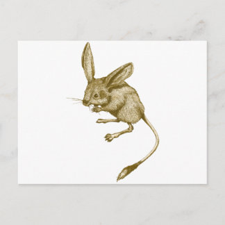Postal Long eared Jerboa